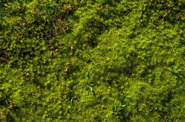 Orman moss yakın çekim