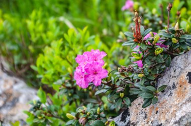 Rododendron çiçekleri kapatın