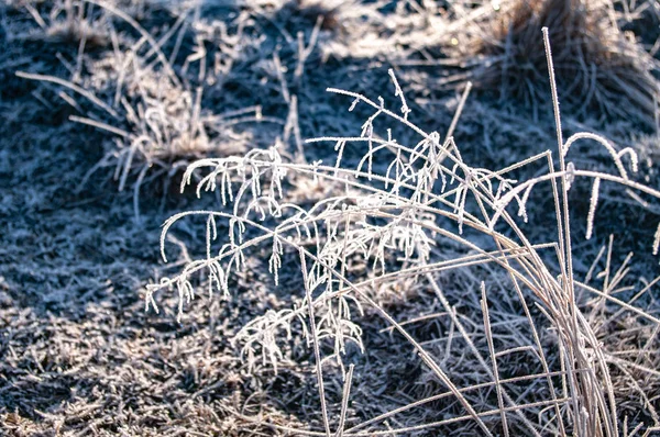 Мороз на траві — стокове фото