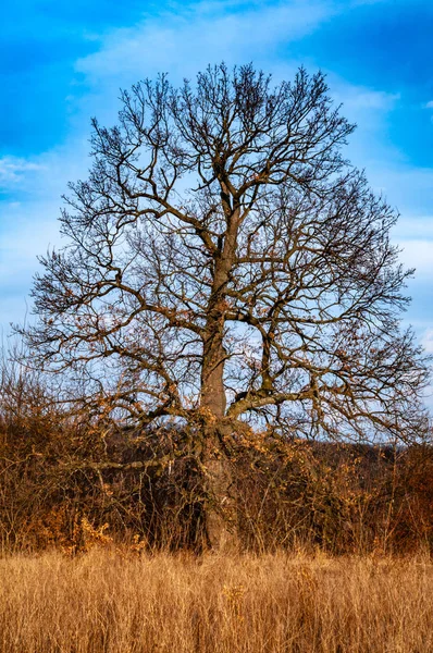 Большое дерево на фоне неба — стоковое фото