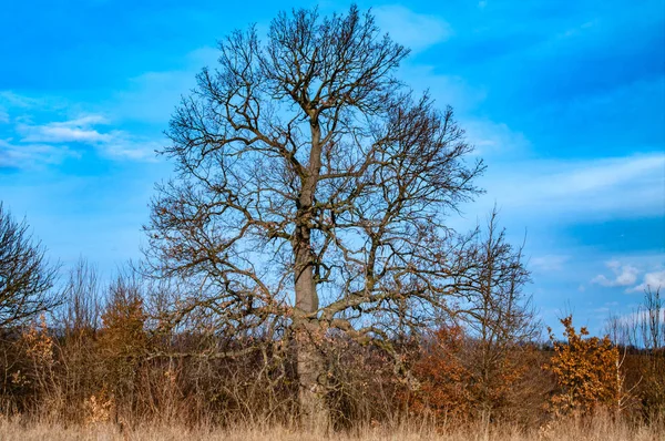 Árbol Grande Contra Cielo Azul — Foto de Stock