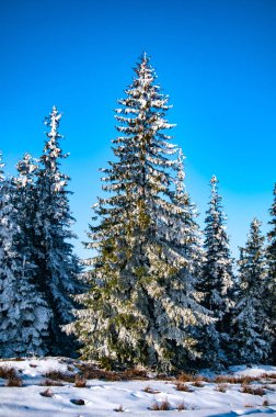 Karpatlar kalın buz kaplı ladin