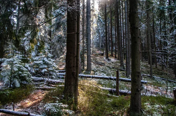 Spar bedekt met dikke vorst — Stockfoto