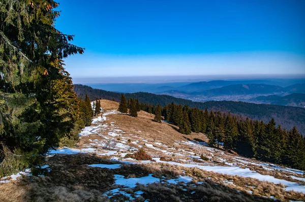 Fichte mit dickem Frost bedeckt — Stockfoto