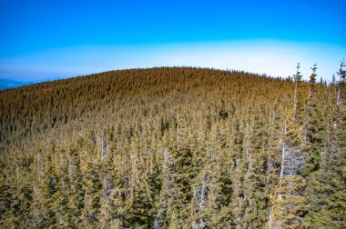 Ladin ormanda dağıdır