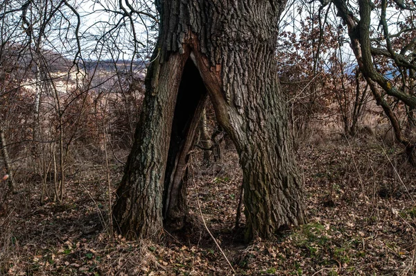 Vecchio albero con un buco — Foto Stock