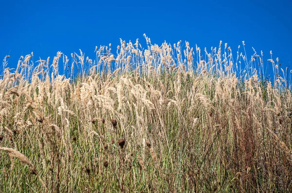 Hierba seca contra el cielo azul — Foto de Stock