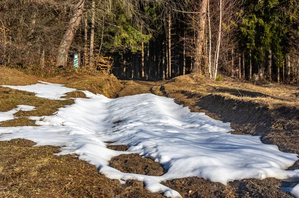 Snow in the spring on a forest road — Stock Photo, Image
