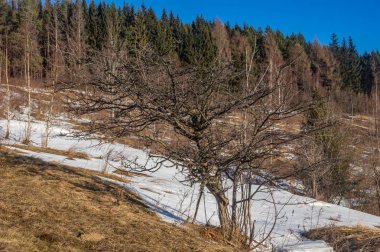 Yabani elma ağacı bahar orman arka planı