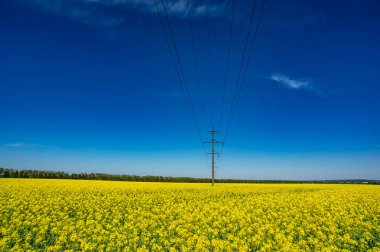 Çiçek açan kanola ile sarı alan