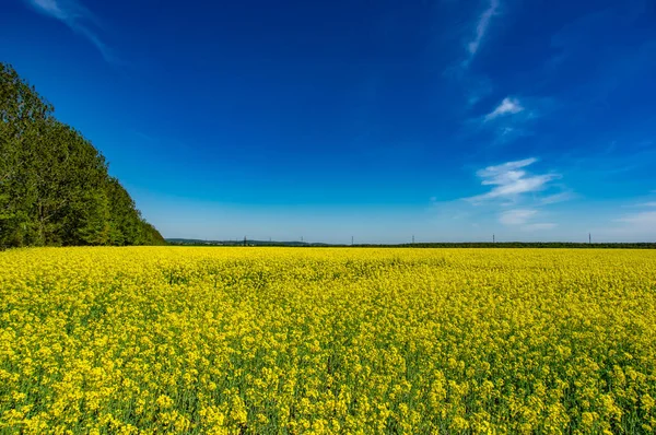 Sárga mező virágzó repcével — Stock Fotó