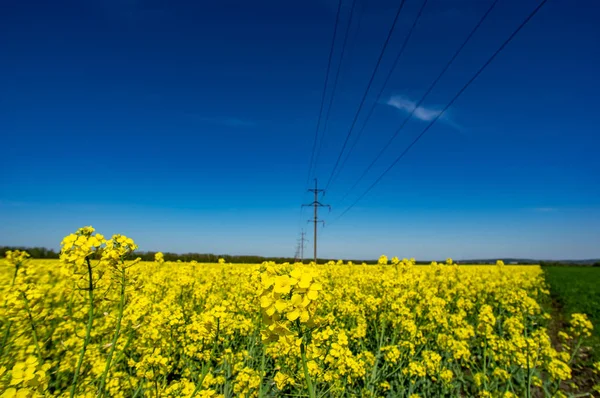 Campo amarelo com canola florescente — Fotografia de Stock