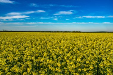 Sarı kanola tarlası
