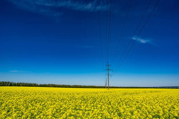 Campo amarelo de canola florescente — Fotografia de Stock