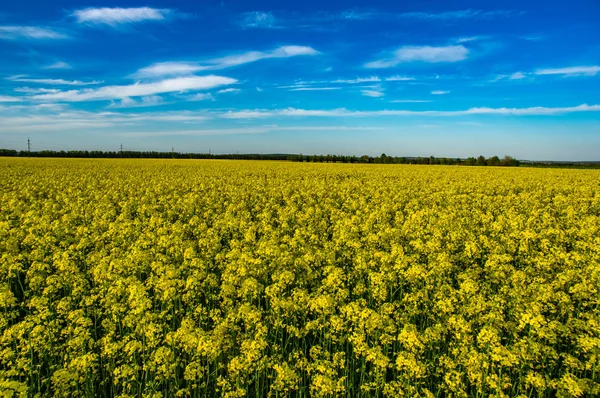 Campo amarelo de canola florescente — Fotografia de Stock