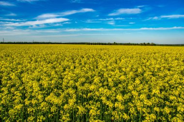 Sarı kanola tarlası