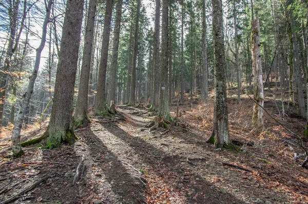 Bos in de nevel — Stockfoto