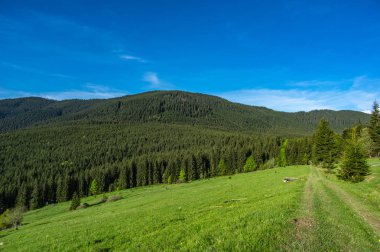 Dağlardaki orman yolu
