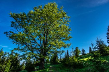 Dağların arka planda eski kayın