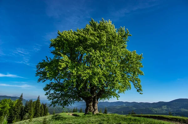 Haya vieja en el fondo de las montañas — Foto de Stock