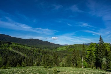 Dağlarda sabah kozalaklı orman