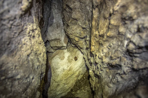 Νυχτερίδα στον τοίχο στη σπηλιά. — Φωτογραφία Αρχείου