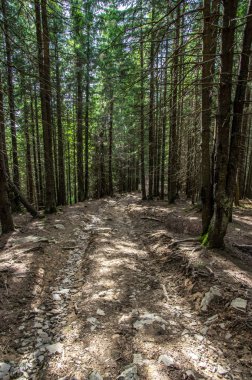 Dağlarda yaz ağaçları arasında orman izi