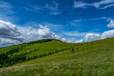 Güneşli bir dağ çayır