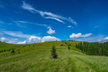 Güneşli bir dağ çayır