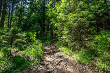 Dağlarda yaz ağaçları arasında orman izi