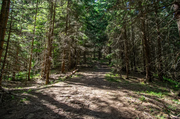 Bospad tussen de zomer bomen in de bergen — Stockfoto