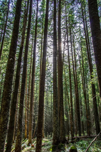 Sparren bos in de ochtend — Stockfoto