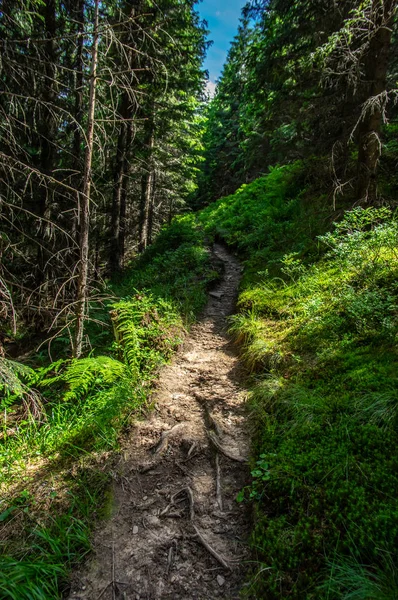 Bospad tussen de zomer bomen in de bergen — Stockfoto