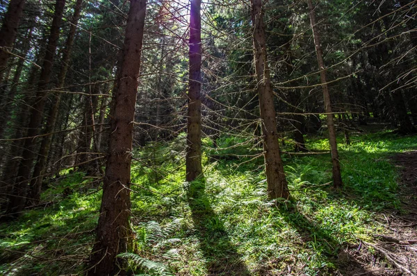 Spruce forest in the morning