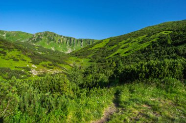 Yaz aylarında Karpat dağlarında Yol