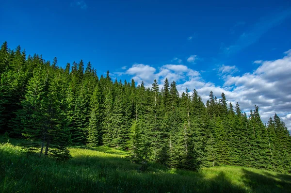 Сельский лес на фоне голубого неба летний день — стоковое фото