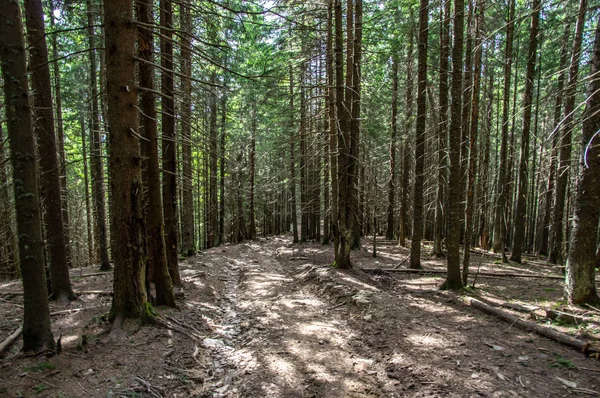 Bospad in het naald bos in de zomer — Stockfoto