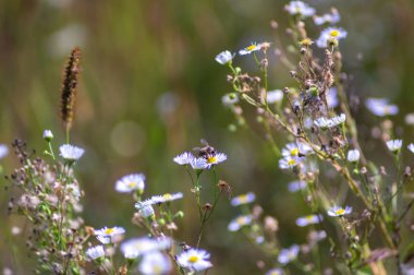 Yabanarıya dayalı papatya çiçeği