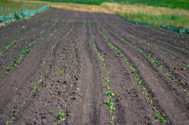 Tarlada lahana filizi