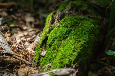 Ağaçtaki yeşil yosun