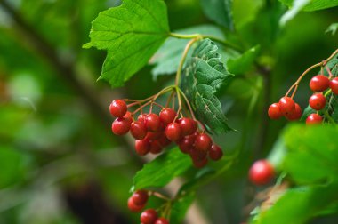 Bir çalı üzerinde Viburnum meyveleri