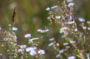 Yabanarıya dayalı papatya çiçeği