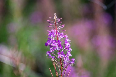 Chamaenerion angustifolium çiçek closeup