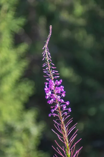 Kamaenerion angustifolium kwiaty zbliżenie — Zdjęcie stockowe