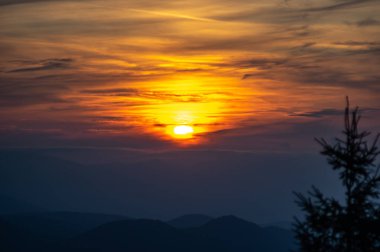 Gün batımı yakın çekim karşı köknar ağacı