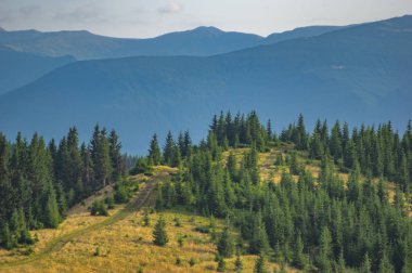 Orman arka plan üzerinde Yeşil noel ağacı