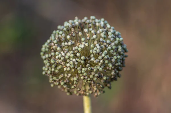 Цвітіння цибулю-порей крупним планом — стокове фото