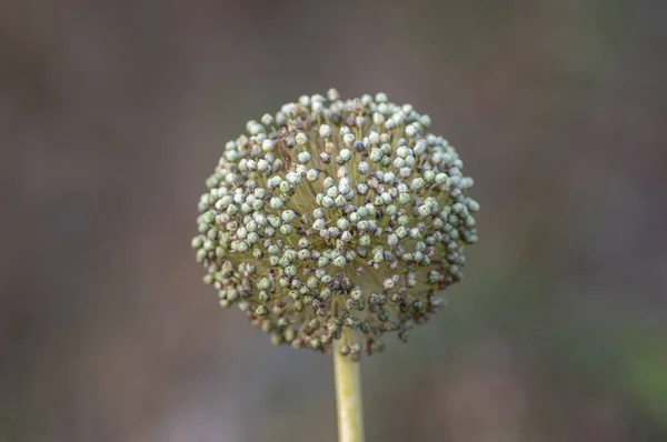 Gros plan sur le poireau en fleurs — Photo