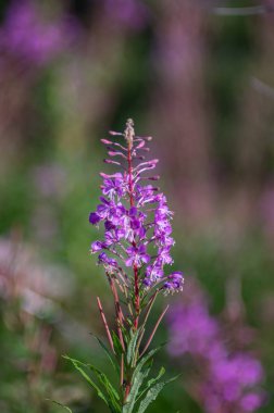 Dağlarda çiçek lenme chamaenerion angustifolium