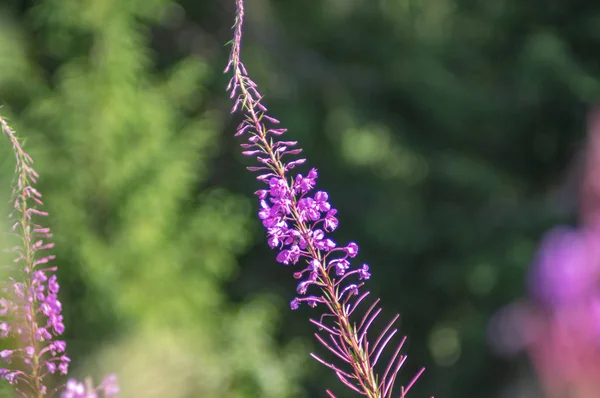 Floreciendo en las montañas chamaenerion angustifolium — Foto de Stock